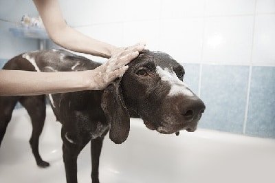Cómo eliminar los pelos de mascota