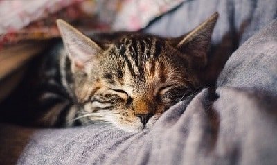 Cómo eliminar los pelos de mascota
