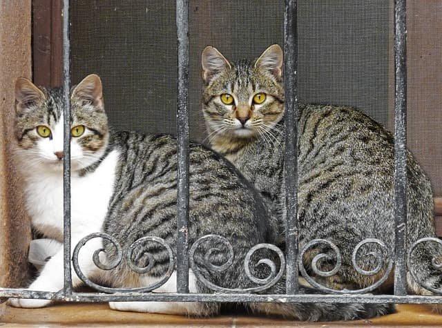 Tipos de rejas para ventanas