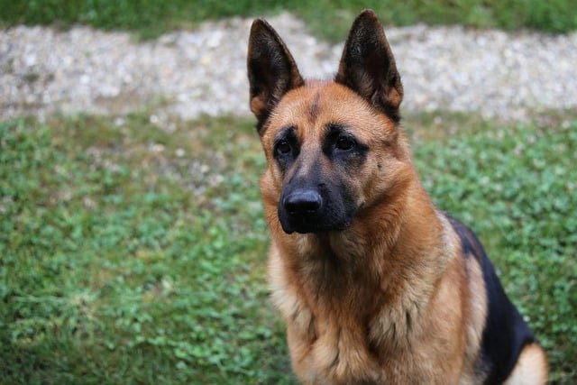 ¿Cuáles son los perros guardianes no peligrosos?