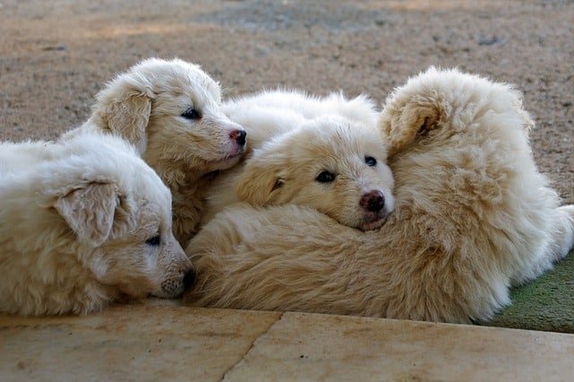 ¿Cuáles son los perros guardianes no peligrosos?