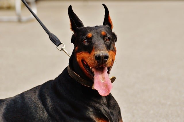 ¿Cuáles son los perros guardianes no peligrosos?