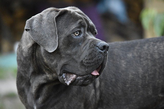 ¿Cuáles son los perros guardianes no peligrosos?