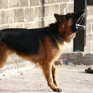 ¿Cuáles son los perros guardianes no peligrosos?